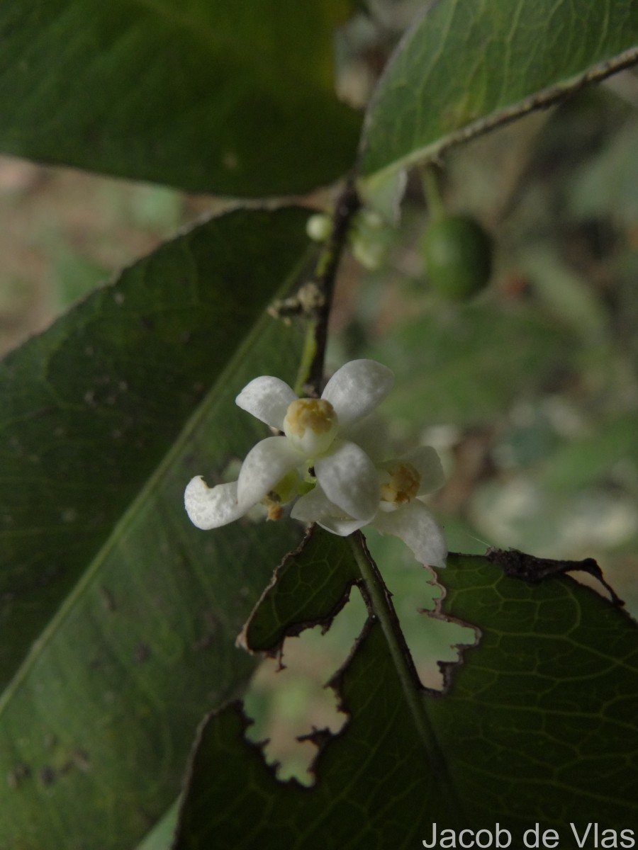 Atalantia ceylanica (Arn.) Oliv.
